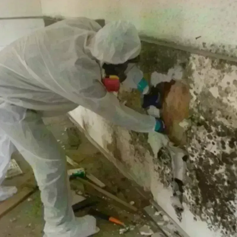 Mold Remediation and Removal in Mediapolis, IA